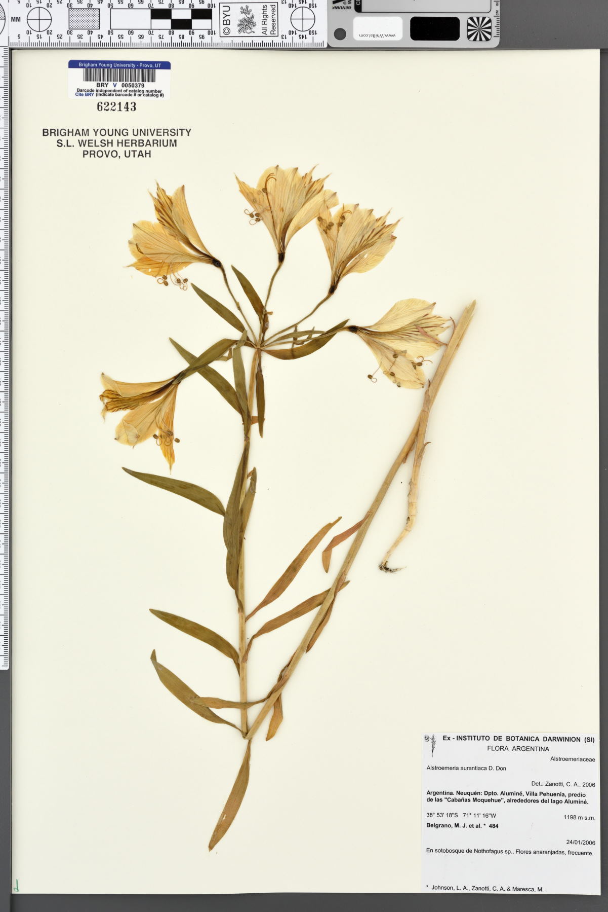 Alstroemeria aurantiaca image