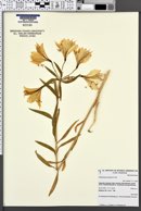Image of Alstroemeria aurantiaca
