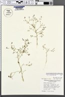 Navarretia linearifolia var. pinnatisecta image
