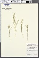 Image of Microgilia minutiflora