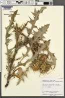 Cirsium scariosum var. thorneae image