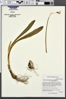 Galanthus platyphyllus image