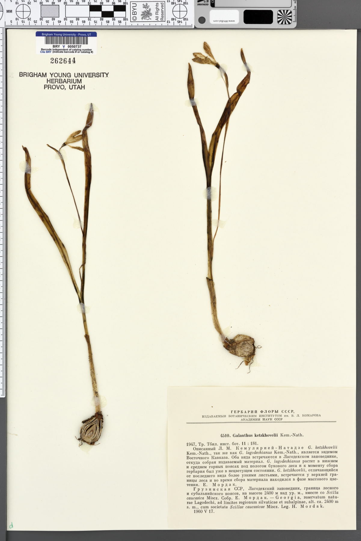 Galanthus lagodechianus image