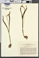Image of Galanthus lagodechianus