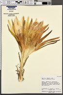 Image of Cereus hildmannianus