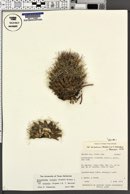 Coryphantha vivipara var. vivipara image