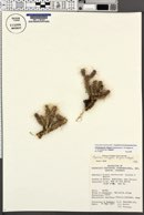 Cylindropuntia whipplei var. whipplei image