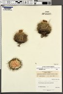 Pediocactus simpsonii image
