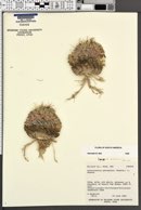 Sclerocactus pubispinus image
