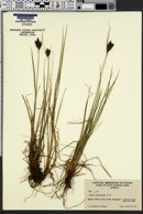 Carex eurystachya image