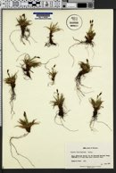 Carex ferruginea image