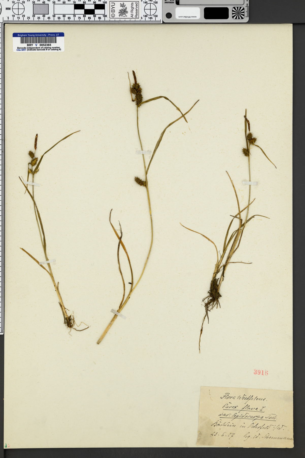 Carex flava var. lepidocarpa image