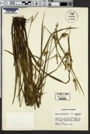 Carex folliculata image