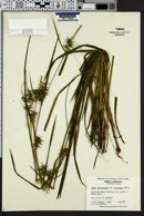 Carex folliculata var. australis image