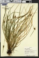 Carex fuscula image