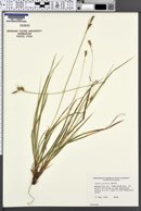 Image of Carex globosa