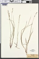 Carex globularis image