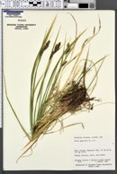 Carex gmelinii image