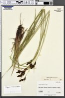 Carex gmelinii image