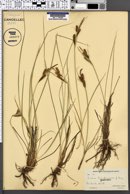 Image of Carex goodenowii