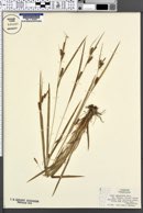 Carex granularis var. haleana image