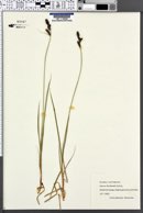Carex hartmanii image