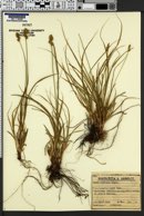Carex contigua image