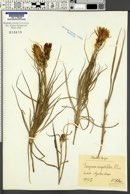 Image of Scorzonera angustifolia