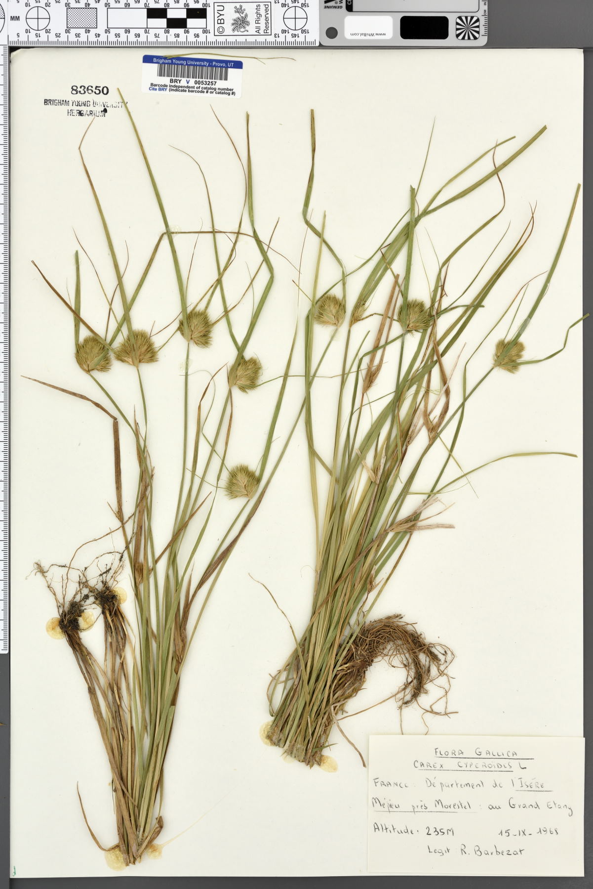 Carex bohemica image