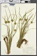 Carex bohemica image