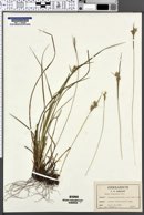Carex dasycarpa image