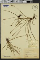 Carex digitata image