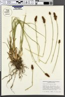 Image of Carex breviligulata