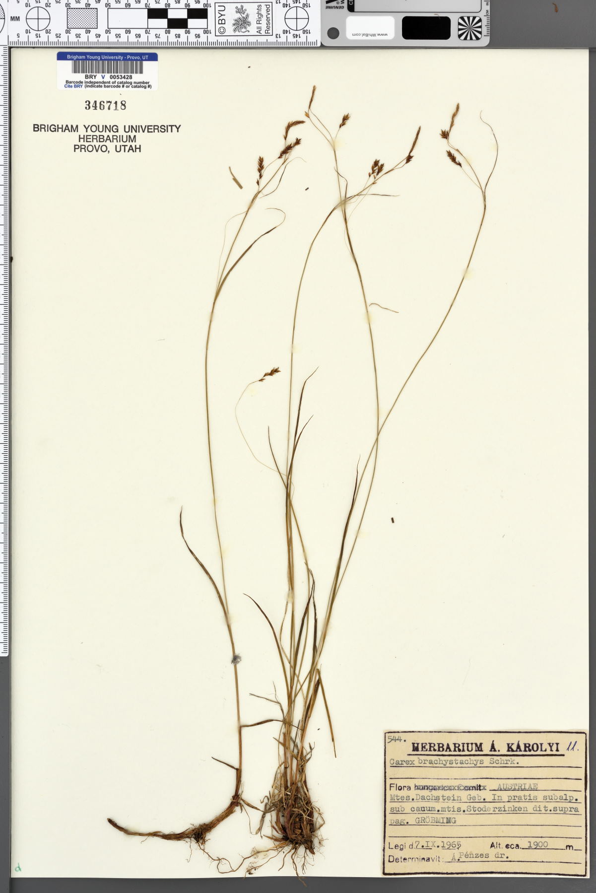 Carex brachystachys image