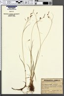 Image of Carex brachystachys