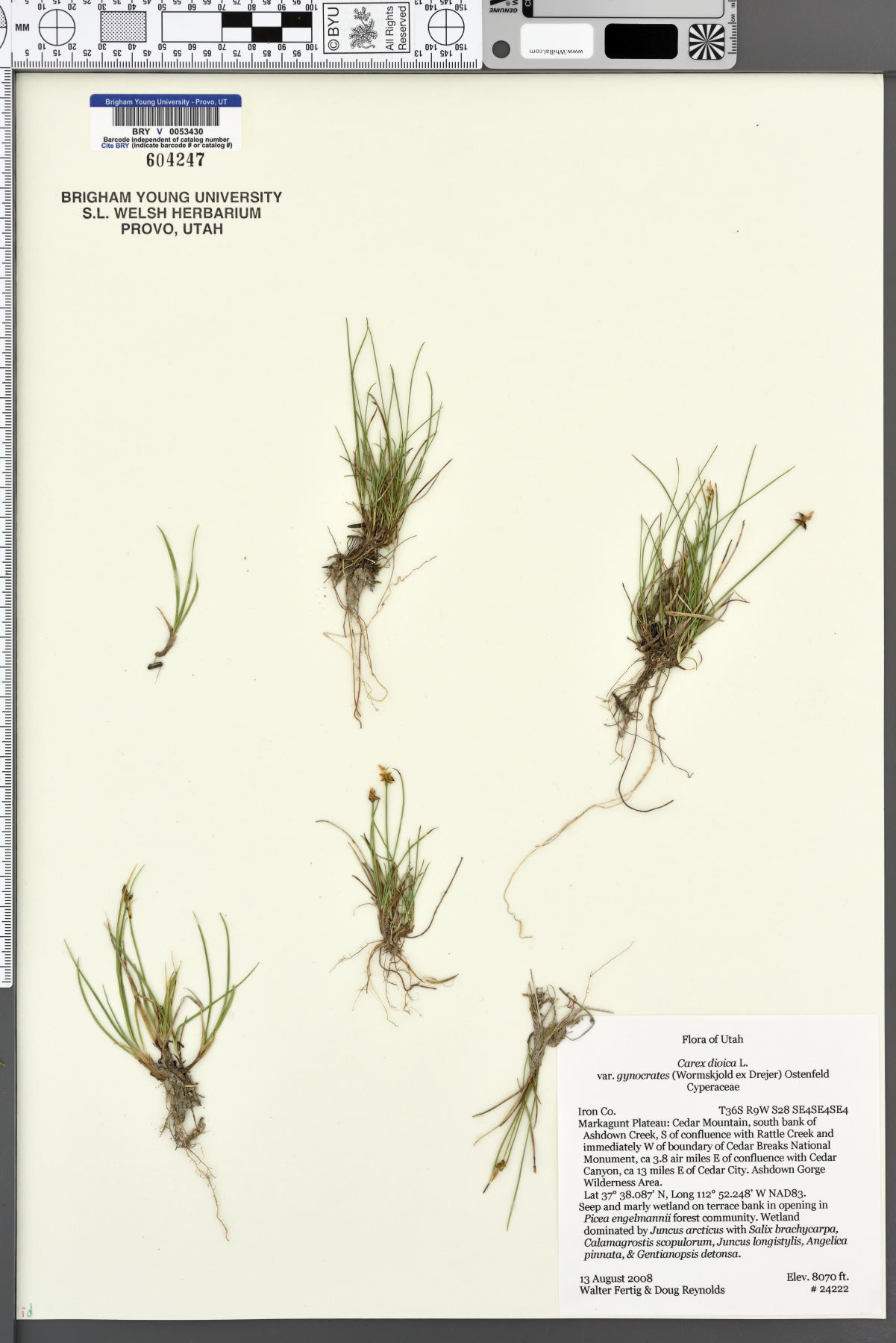 Carex dioica var. gynocrates image