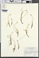 Carex dioica image