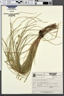 Carex bonariensis image