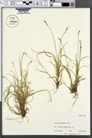 Image of Carex bonanzensis