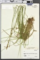 Carex bonanzensis image