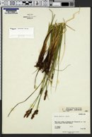 Image of Carex preslii
