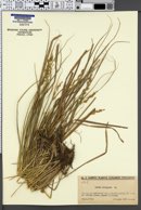 Carex elongata image