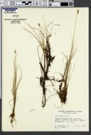 Image of Carex heleonastes