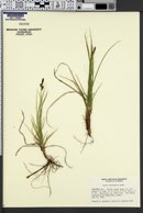 Carex inops image