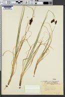 Carex heteroneura var. chalciolepis image