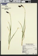 Carex heteroneura var. chalciolepis image