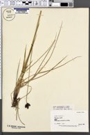 Carex heteroneura var. brevisquama image