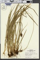 Carex heteroneura var. epapillosa image
