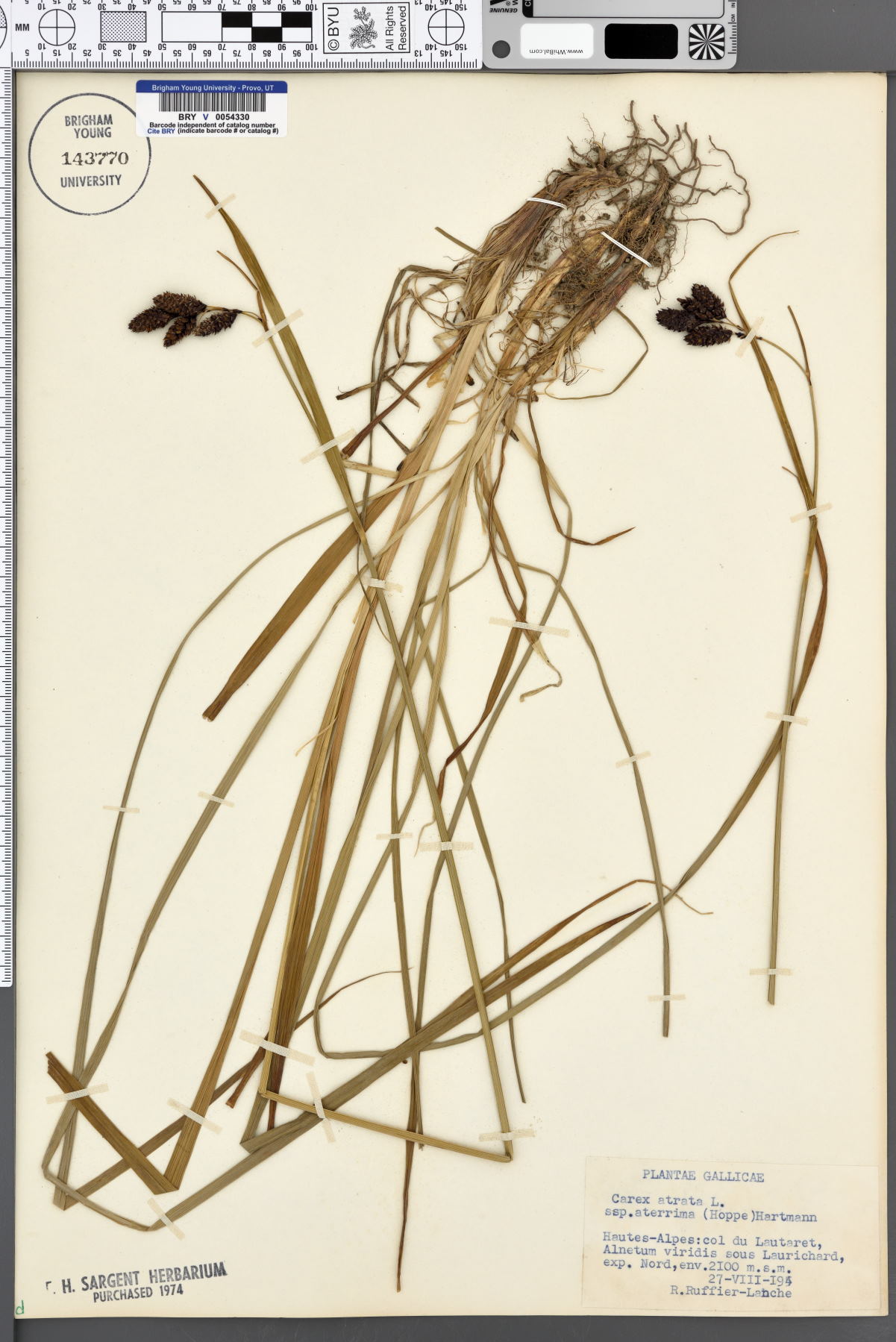 Carex atrata subsp. aterrima image
