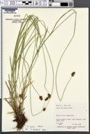 Carex hoodii image